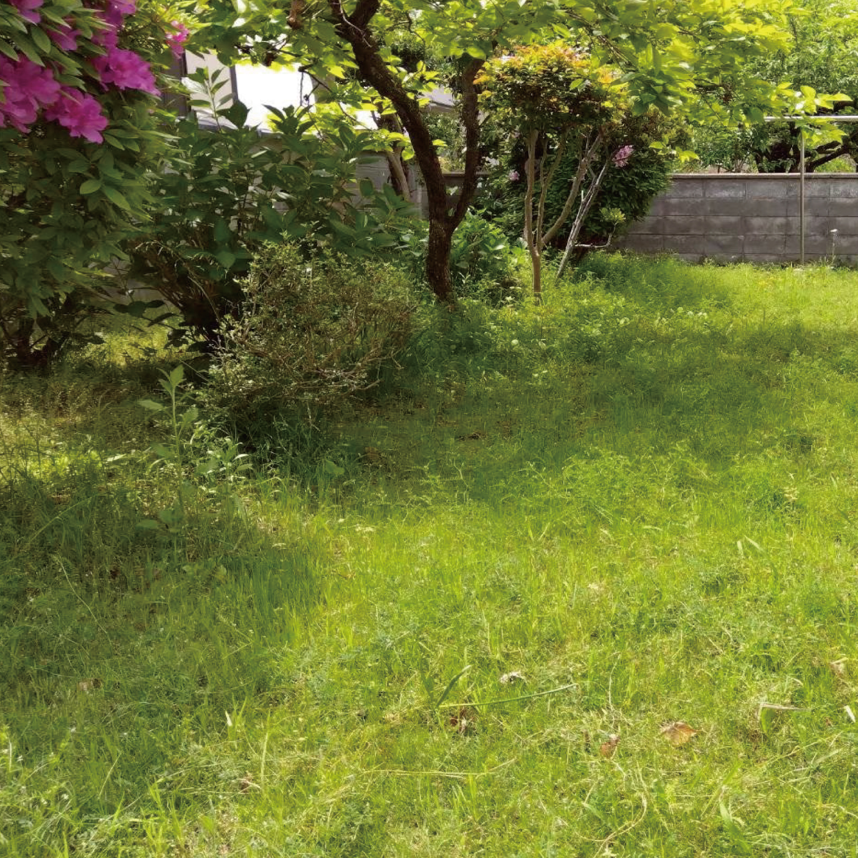草抜き作業前の草が伸びた庭